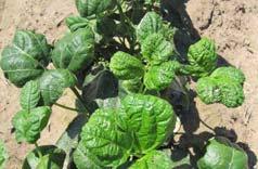 ) Herbicide Injury Growth regulator herbicides