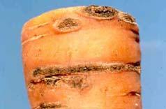 biological controls Common Scab Cause:
