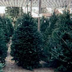 ) Fir Tree with stand Cut Pine Tree Special!