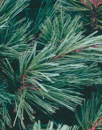 wreaths available: Noble Fir, Mixed Greens, Silver Fir, Boxwood,