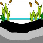 present; bottom of pond has little sediment (soil is the black layer).