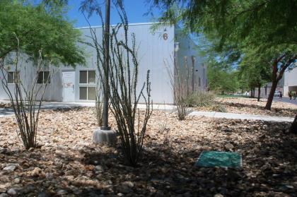 Xeriscaping Native