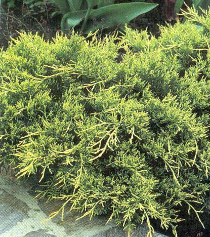 ) Gold Coast Juniper Juniperus