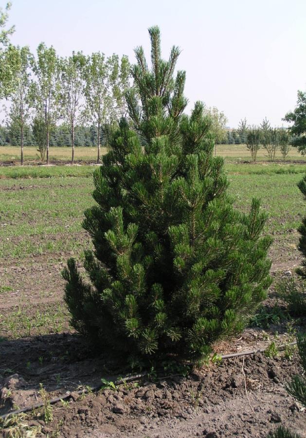 5m (5 ) Scots Pine Pinus sylvestris