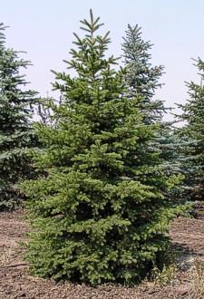 Colorado Blue Spruce Picea