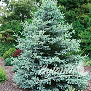 Sester s Dwarf Blue Spruce Picea