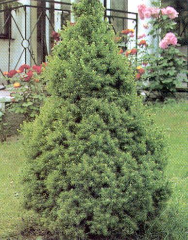 Width: 1m (3 ) Dwarf Globe Spruce on