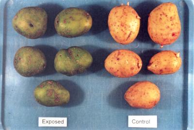Chilling injury of subtropical & tropical root crops Threshold Crop Temp.
