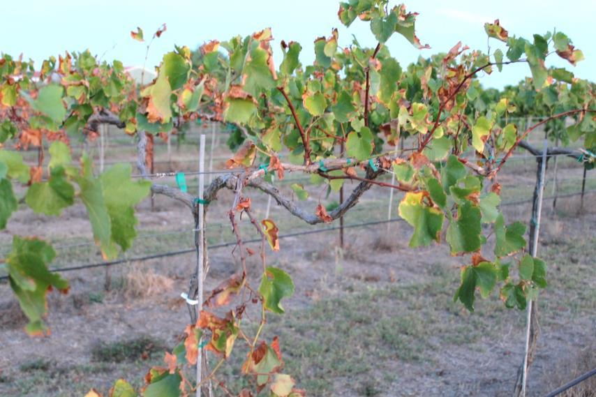 Salinity in Irrigation Water Guidelines for Interpreting Irrigation Suitability for Vineyards Analysis (Salinity) No Problem Increasing Problem Severe Problem EC ds/m or mmho/cm < 1 1.0 to 2.7 >2.