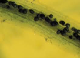 Biological Conditioners Examples: Mycorrhizae: fungi that live either on in or plants roots and effectively extend the reach of the root hairs Potential benefits: nutrient uptake reduced nematode
