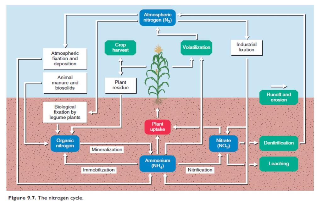 Organic Matter (OM) and Nitrogen (N) Organic Matter (OM) and Nitrogen (N) OM in soil derives from decay of animal and vegetal tissue or byproducts.
