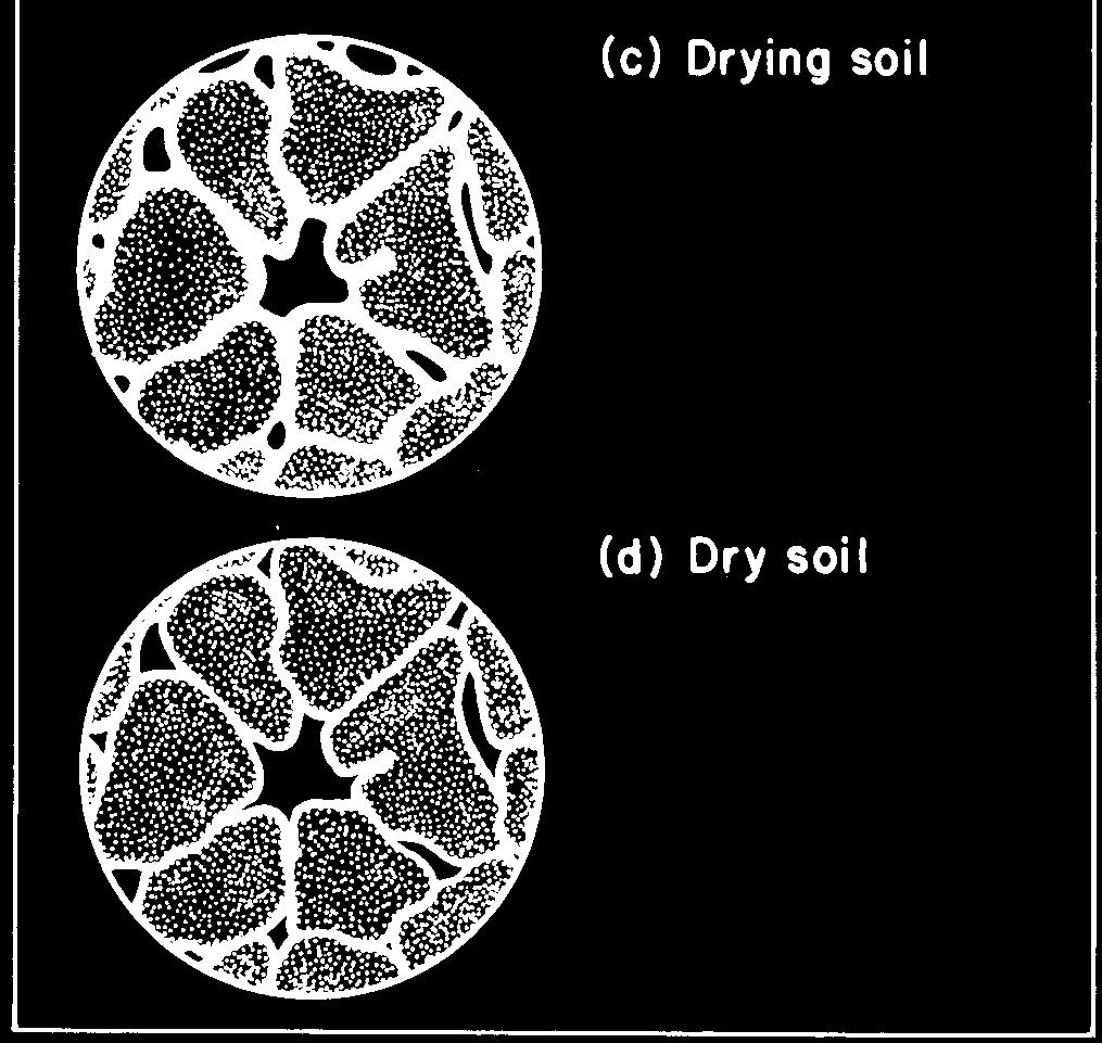 soils large pores, few in number