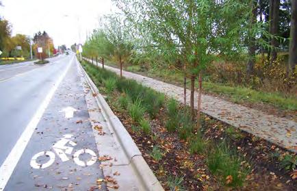 The densely planted LIDA swale filters stormwater as it flows the length of the swale and allows infiltration of water into the ground.