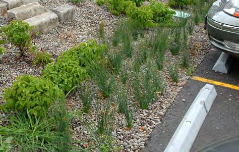 Vegetated Filter Strip Page 1 of 3 Adjacent impermeable surface Gravel trench & level set grade board (if required) Evenly distributed sheet flow of stormwater through vegetation Jute matting parking