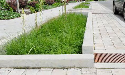 Planting conditions for sloped, basin-like stormwater facilities such as swales, extended dry basins, constructed water quality wetlands, and infiltration basins have a variety of moisture levels.