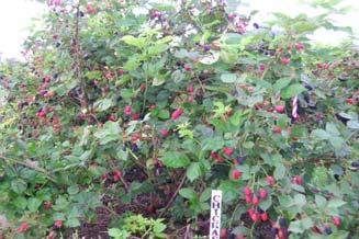 20 Thorny, erect 1999 Berry size: 10 g Yield: