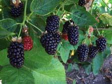 23 Thornless, erect 2007 Berry size: 8 9 g Yield:10 12,000 lb/ac