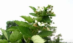 24 Primocane Fruiting Blackberries