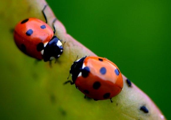 By Paul Walshe, Gardening Enthusiast Ladybirds are one of the most common insects that you will see in the garden! But there are so many things you won t know about this family of small beetles.