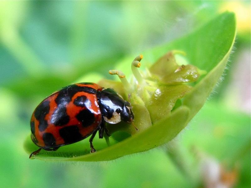 Image Credit: abugblog.blogspot.com 9. The spots on a ladybirds back have nothing whatsoever to do with its age, fun as it may be to count them.