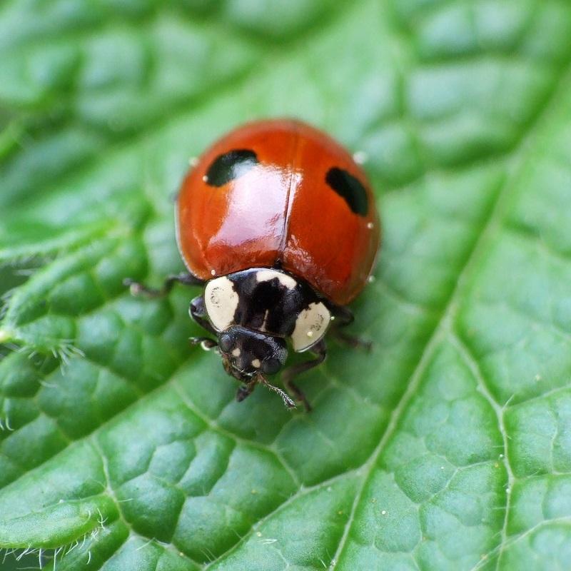 Image Credit: University of Liverpool 2. Ladybirds lay hundreds of eggs in the colonies of aphids and other plant-eating pests.