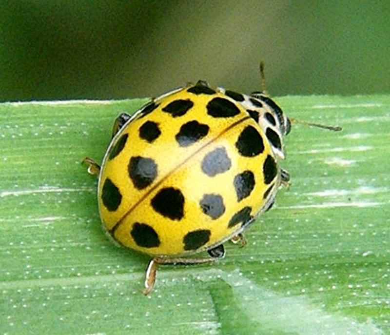 Image Credit: naturespot.org.uk 3. The lady in the name ladybird refers to the Virgin Mary.