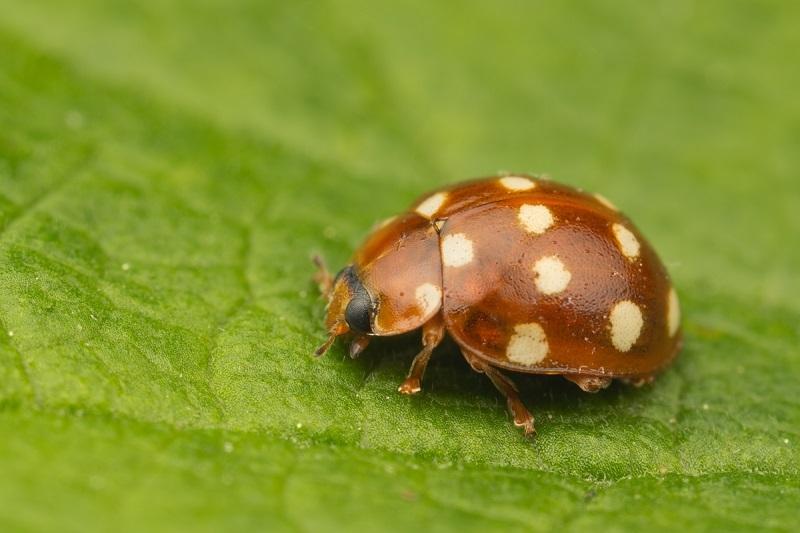 4. When ladybirds feel threatened, they actually secrete a liquid called hemolymph from their knees.