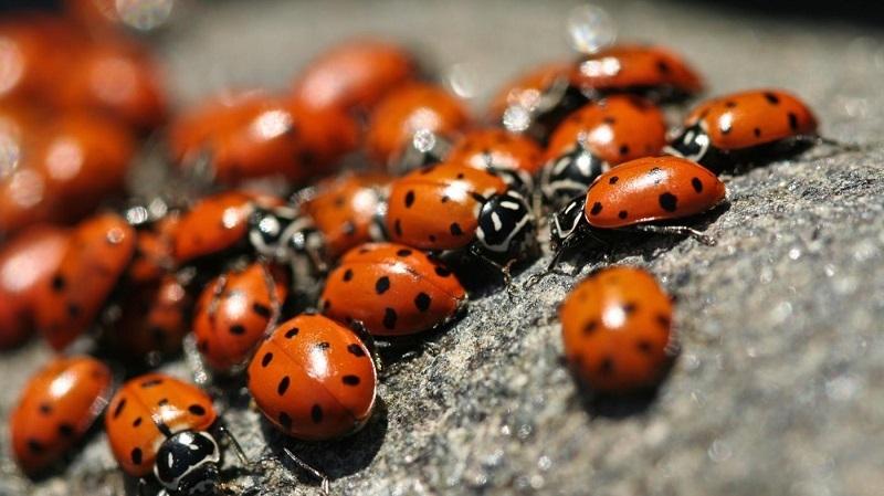 Image Credit: ask.com 6. If food is scarce, ladybugs will do what they must to survive, even if it means eating each other.