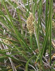 Carex Species Used for Turf C.