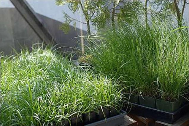 Carex Species Used for Turf Carex