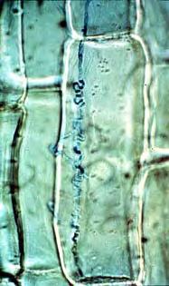 Endophytes Fungi growing within a turfgrass plant Provides protection from leaf