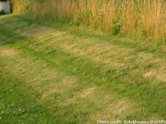 Mowing How often should you