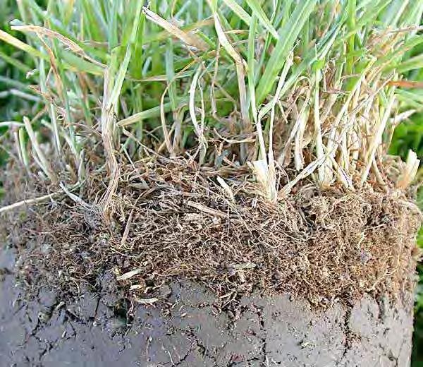 Thatch 1/2 improves traffic tolerance and products from fluctuations in soil