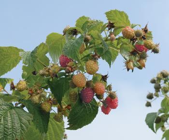 Primocane-fruiting Rubus spp.