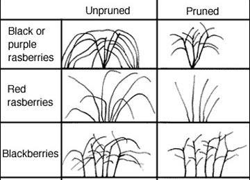 PRUNING Promotes higher yields and/or fruit size and