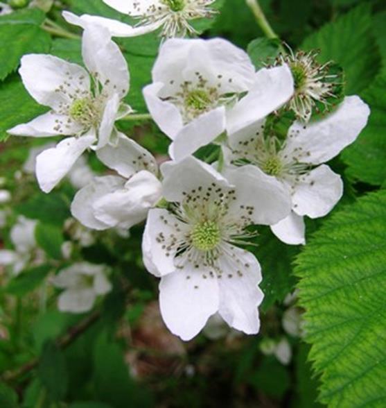 Rubus biology Perennial shrubs with biennial shoots Plants start bearing during 2 nd summer
