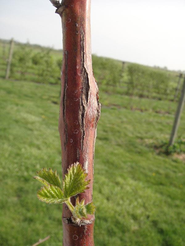 Diseases and insect pests Most of our berry plantings are pretty healthy If you find signs of diseases and insects, cut out the infected cane during pruning Orange rust (fungus)