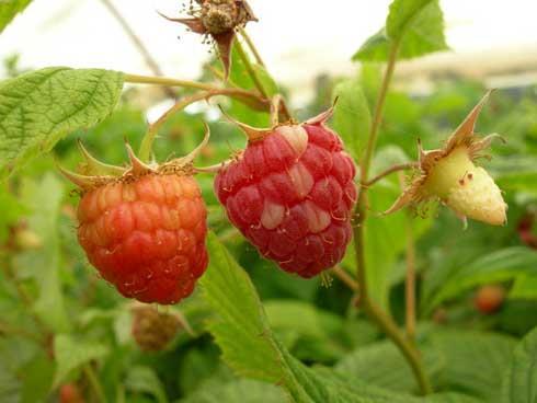 problem in OH or northern berry-growing areas NOTE: