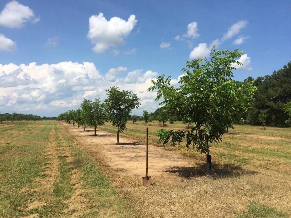 Management of Young Pecan