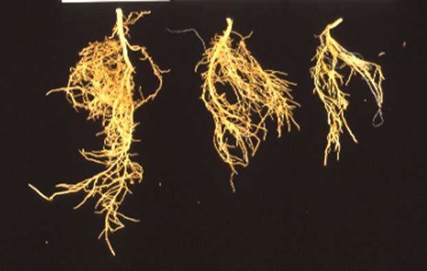 Phytophthora diseases