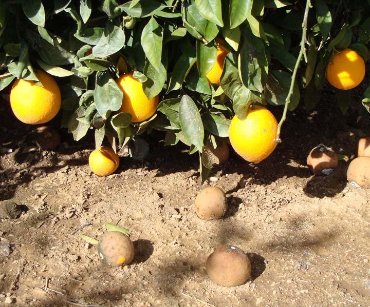 Citrus Brown Rot Causal pathogens: species of Phytophthora - P. citrophthora - P.