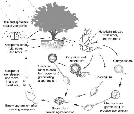 Disease cycle of Phytophthora species 18 h