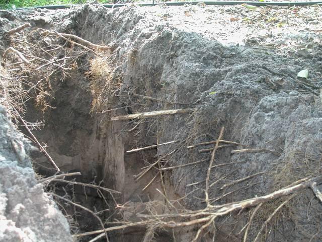 Root system most prolific in A horizon and lacking in overburden (Riviera series)