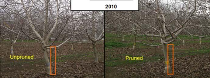 Second Dormant Pruning With the unheaded-unpruned approach, there is no scaffold selection, only elimination of branches that are likely to break or interfere with harvest.