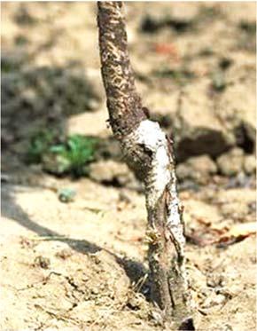 Young Orchard Handbook March 2018 25 Figure 3. Jackrabbit bark gnawing. (Photo: UC ANR) Above-Ground Vertebrates Jackrabbits can gnaw the bark off of young tree trunks (Figure 3).