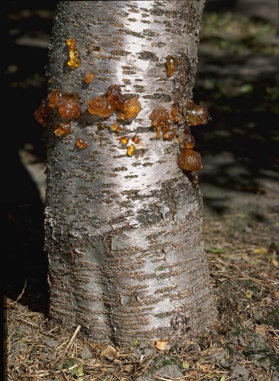 Young Orchard Handbook March 2018 31 Figure 3. Gum balls on almond trunk often indicate band canker.