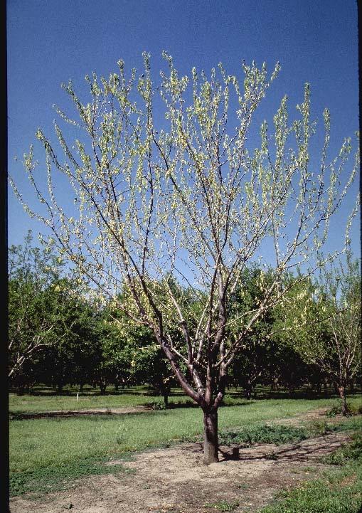 Young Orchard Handbook March 2018 33 CONCLUSION Pest and disease management in young orchards is important to establish the desired tree architecture, ensure early growth, and protect the long-term