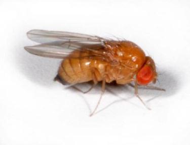 Spotted Wing Drosophila Mostly cherries; also