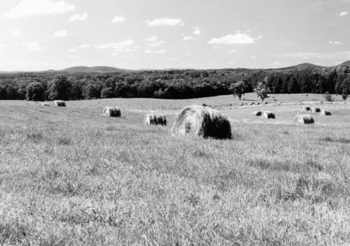 Nelson County, Virginia 85 Figure 8. Hay bales of tall fescue in an area of Hayesville loam, 2 to 7 percent slopes.