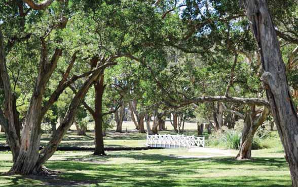 Between Willow & Duck From Grand Drive, you and your guests will enter through two impressive palm trees and down a natural aisle between Willow and Duck.